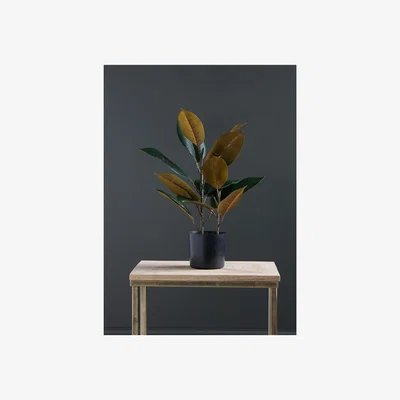 La Redoute 53cm Artificial 2-tone Rubber Plant