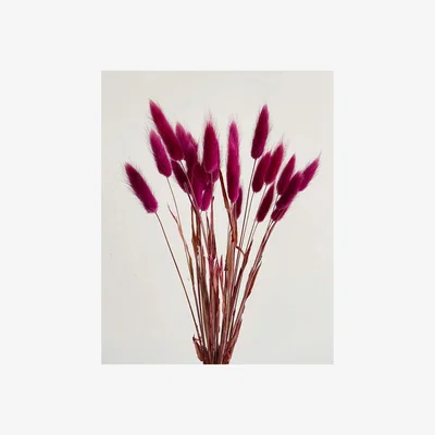La Redoute 50-60cm Bunny Tails/Lagurus Ovatus Bunch in Fuchsia Pink (50 stems approx)