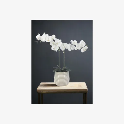La Redoute 56cm White Double Head Artificial Orchid in Off White Ribbed Pot