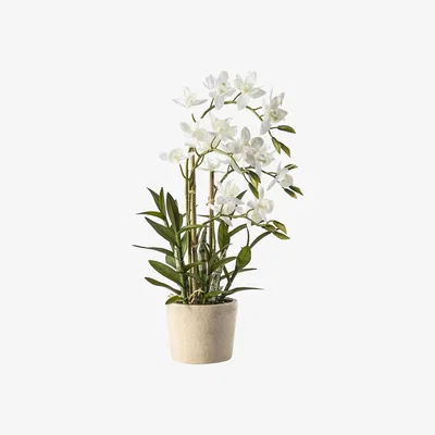 La Redoute 56cm Artificial Orchid Cycnoches