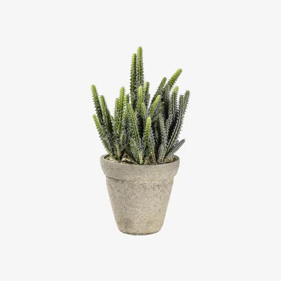 La Redoute 36cm Artificial Cactus Cereus