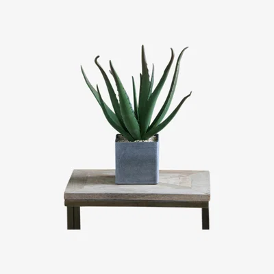 La Redoute 38cm Artificial Aloe in Square Pot