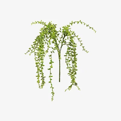 La Redoute Pack of 3 Artificial Senecio Vine Stem