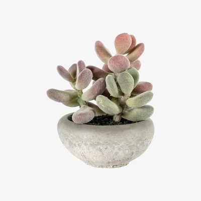La Redoute 14cm Graptoveria Cement Bowl