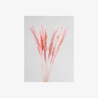 La Redoute 65-70cm Pampas Grass 11pc Pink