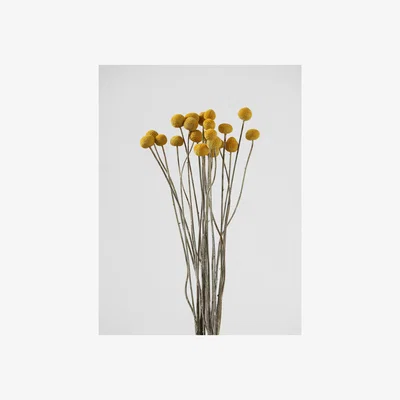 La Redoute 60cm Natural Dried Flowers - Billy Buttons/Craspedia Globosa
