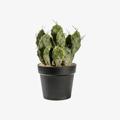 La Redoute 40cm Artificial Cactus Optunia