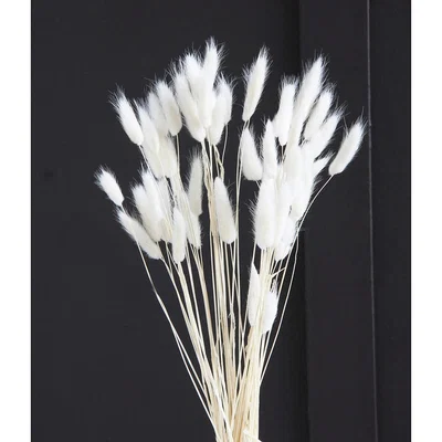 La Redoute 50-60cm Bunny Tails/Lagurus Ovatus Bunch in White (50 stems approx)