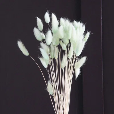 La Redoute 50-60cm Bunny Tails/Lagurus Ovatus Bunch in Mint Green (50 stems (50 stems approx)