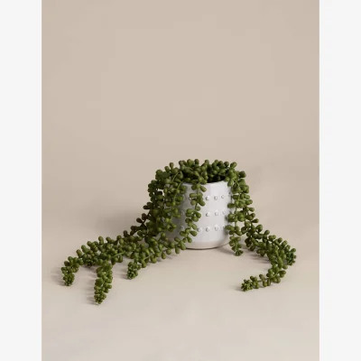 Marks & Spencer M&S Artificial String of Pearls in Ceramic Pot Green