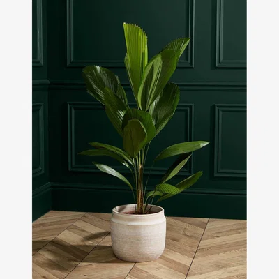 Marks & Spencer M&S Collection Extra Large Ruffled Fan Palm in Grower Pot