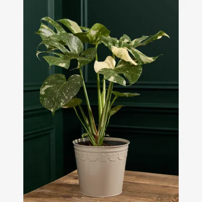 Marks & Spencer M&S Flower Market Monstera in Tin Pot