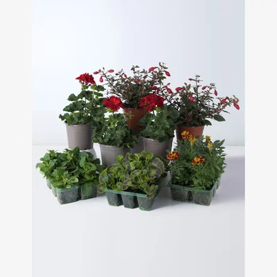 Marks & Spencer M&SMulticolouredSummerGardenPlantBundle