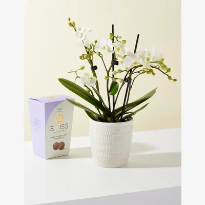 Marks & Spencer M&S Miniature White Phalaenopsis Orchid Ceramic & Swiss Truffles Bundle