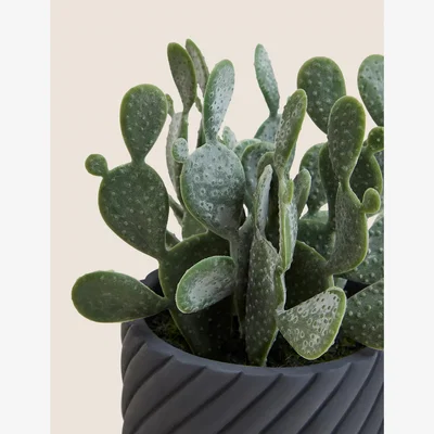 Marks & Spencer Moss & Sweetpea Artificial Cactus Garden in Cement Pot - Grey, Grey