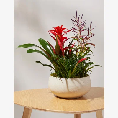 Marks & Spencer M&S Bromeliad Ceramic Planter