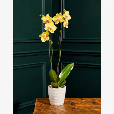Marks & Spencer Flower Market Large Yellow Phalaenopsis Orchid in Ceramic Pot