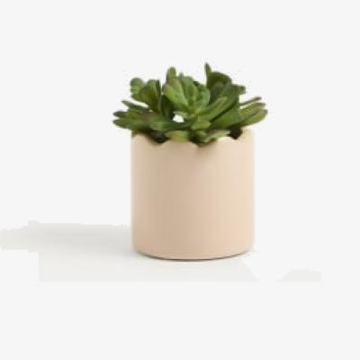 Marks & Spencer M&S Artificial Mini Succulent Plant in Pot - Pink, Pink