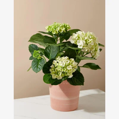 Marks & Spencer M&S White Hydrangea Terracotta