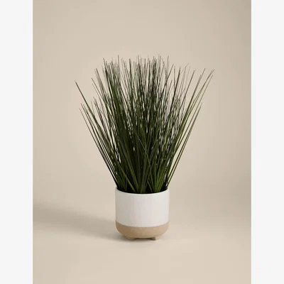 Marks & Spencer Moss & Sweetpea Artificial Grass in Ceramic Footed Pot White