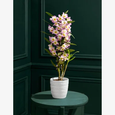 Marks & Spencer M&S Collection Pink Dendrobium in Ceramic Pot