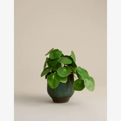 Marks & Spencer M&S Artificial Money Plant in Ceramic Pot Green