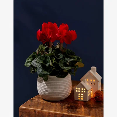 Marks & Spencer M&S Red Cyclamen in Ceramic Pot (Delivery from 8th December 2023)