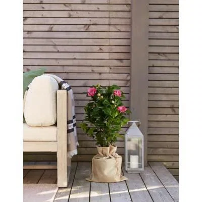 Marks & Spencer M&S Camellia Plant (Delivery from 16th February 2022)