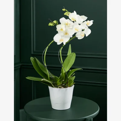 Marks & Spencer M&S Flower Market Hurricane Orchid in Ceramic Pot