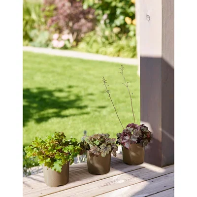 Marks & Spencer M&S Heuchera Collection