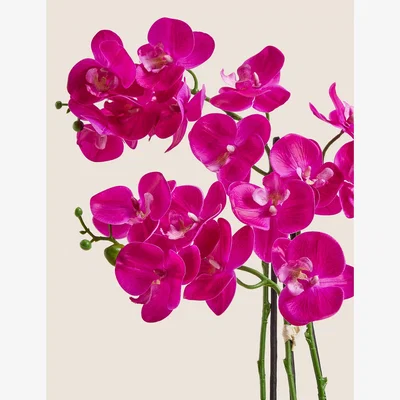 Marks & Spencer Moss & Sweetpea Artificial Real Touch Large Orchid in Glass Pot - Pink, Pink