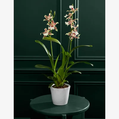 Marks & Spencer Flower Market Scented Cambria Orchid With Ceramic Pot