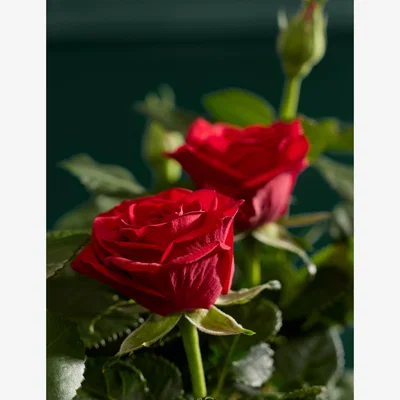 Marks & Spencer Flower Market Christmas Red Rose with Champagne