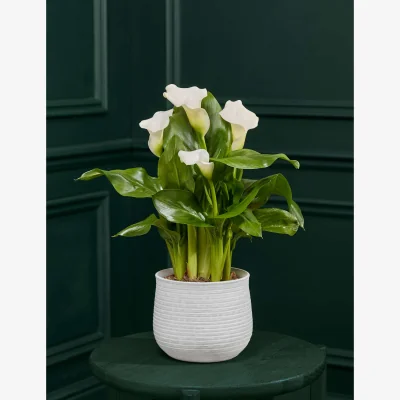 Marks & Spencer M&S Flower Market White Calla Lily in Ceramic Pot