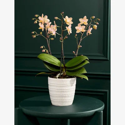 Marks & Spencer Flower Market Peach Scented Orchid with Ceramic Pot