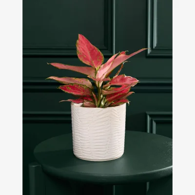 Marks & Spencer Flower Market Aglaonema in Ceramic Pot
