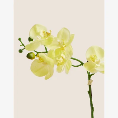 Marks & Spencer Moss & Sweetpea Artificial Real Touch Medium Orchid in Glass Pot - Yellow, Yellow