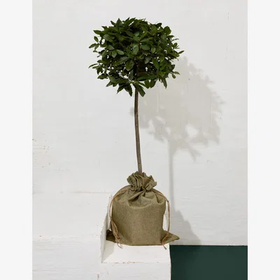Marks & Spencer M&S Bay Tree