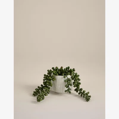 Marks & Spencer Moss & Sweetpea Artificial Baby String Of Pearls in Ceramic Pot - White, White