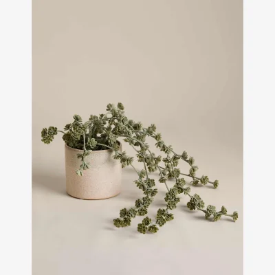Marks & Spencer M&S Trailing Succulent in Ceramic Pot Green