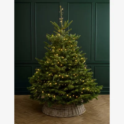 Marks & Spencer Flower Market 7ft Real Christmas Tree with Lights