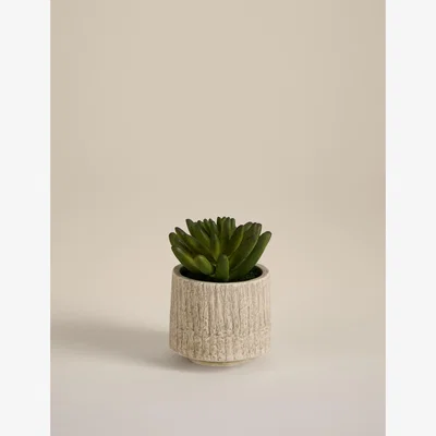 Marks & Spencer M&S Collection Artificial Mini Succulent in Textured Cement Pot - Brown, Brown