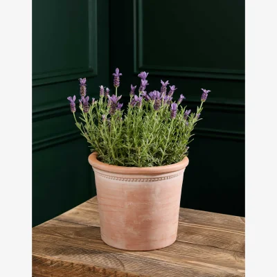 Marks & Spencer M&S Flower Market Lavender Plant in Terracotta Pot