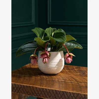 Marks & Spencer M&S Rose Grape in Ceramic Pot