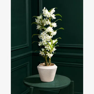 Marks & Spencer M&S Collection White Dendrobium Orchid with Glazed Pot