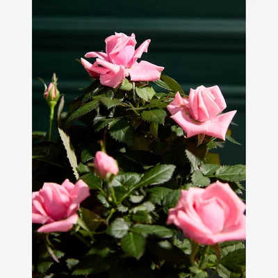 Marks & Spencer M&S Pink Rose in Ceramic Pot with Prosecco & Scented Candle
