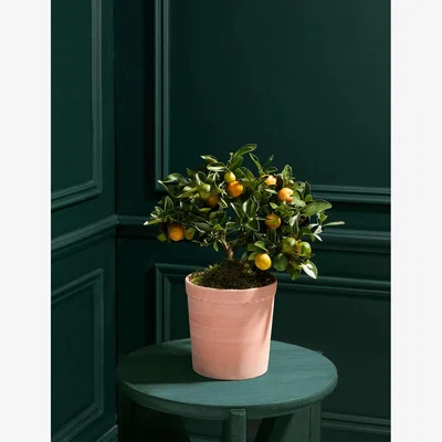 Marks & Spencer M&S Citrus Tree in Ceramic Pot