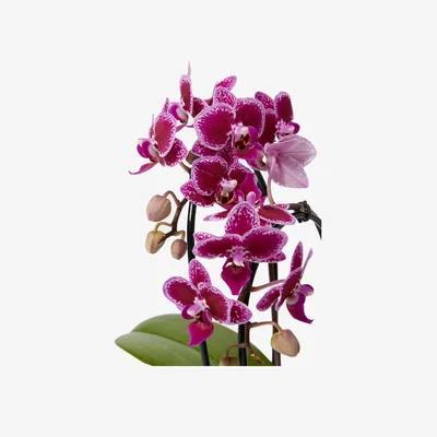 Marks & Spencer M&S Miniature Purple Cascade Orchid Ceramic & Swiss Truffles Bundle