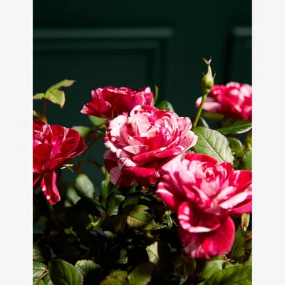 Marks & Spencer M&S Gigi Rose in Ceramic Pot with Prosecco