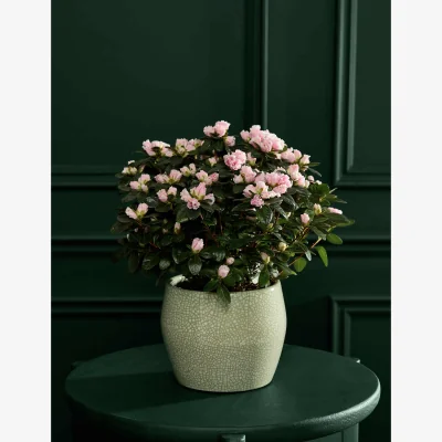 Marks & Spencer M&S Flower Market Mothers Day Pink Azalea in Ceramic pot
